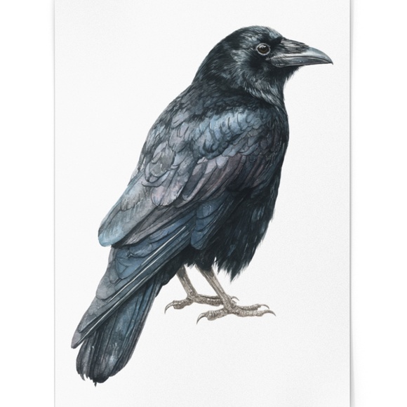Watercolor Black Crow Wall Art Print Unframed - Black Bird Illustration Artwork - Picture 2 of 6